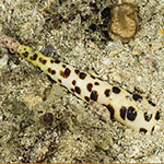 Terebra subulata